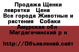 Продажа Щенки левретки › Цена ­ 40 000 - Все города Животные и растения » Собаки   . Амурская обл.,Магдагачинский р-н